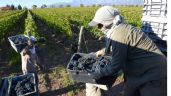 Foto ilustrativa de la nota titulada: La vitivinicultura en jaque: pocas ventas y cortes en las cadenas de pago