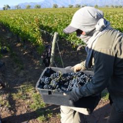 Productores y contratistas sin acuerdo: crece la incertidumbre de cara a la vendimia