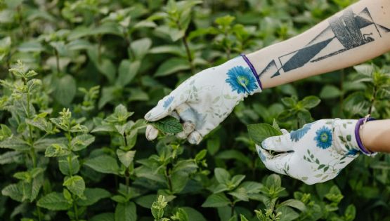 Poleo, la hierba aromática con gran potencial para la salud