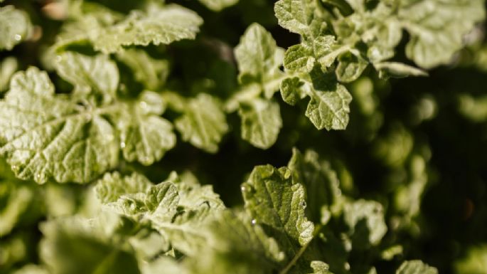Poleo, la hierba aromática con gran potencial para la salud