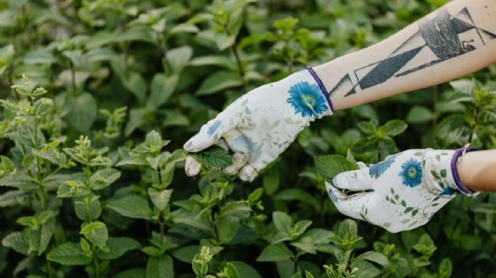 Poleo, la hierba aromática con gran potencial para la salud
