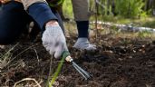 Foto ilustrativa de la nota titulada: Mulch: el truco que evitará que tu jardín sufra el invierno