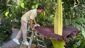 Foto ilustrativa de la nota titulada: Floreció en Berlín la flor con el peor olor del mundo