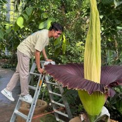 Floreció en Berlín la flor con el peor olor del mundo