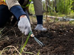 Mulch: el truco que evitará que tu jardín sufra el invierno