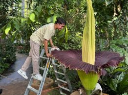 Floreció en Berlín la flor con el peor olor del mundo