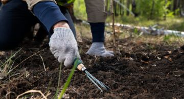 Mulch: el truco que evitará que tu jardín sufra el invierno
