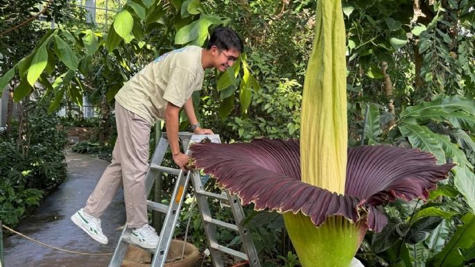 Floreció en Berlín la flor con el peor olor del mundo