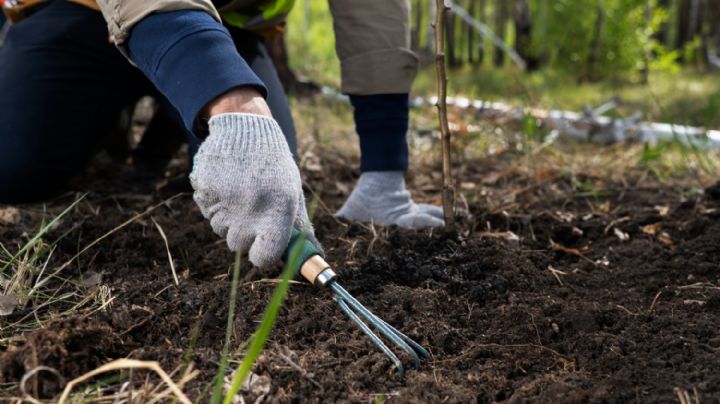 Mulch: el truco que evitará que tu jardín sufra el invierno