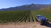 Foto ilustrativa de la nota titulada: 50 años de vitivinicultura mendocina: menos viñedos, menos bodegas y más concentración