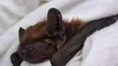 Foto ilustrativa de la nota titulada: Así es Hugo, el murciélago italiano con GPS 