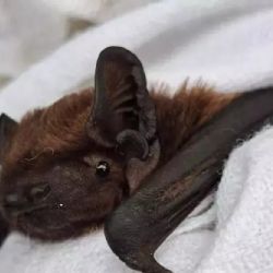 Así es Hugo, el murciélago italiano con GPS 