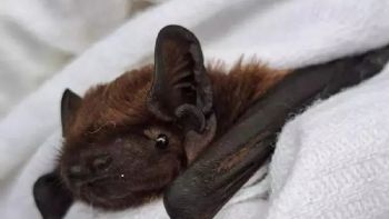 Apareció un murciélago con rabia en Buenos Aires 