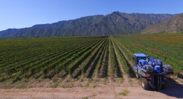 50 años de vitivinicultura mendocina: menos viñedos, menos bodegas y más concentración