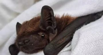 Así es Hugo, el murciélago italiano con GPS 
