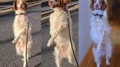 Foto ilustrativa de la nota titulada: Dexter, el perro que camina en dos patas y genera pánico y ternura al mismo tiempo 