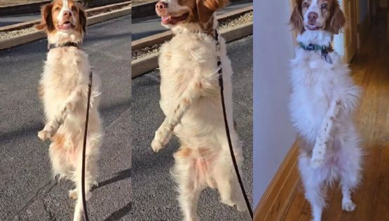 Dexter, el perro que camina en dos patas y genera pánico y ternura al mismo tiempo 