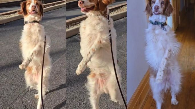 Dexter, el perro que camina en dos patas y genera pánico y ternura al mismo tiempo 