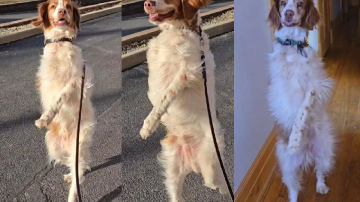 Dexter, el perro que camina en dos patas y genera pánico y ternura al mismo tiempo 