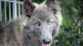 Foto ilustrativa de la nota titulada: Pastor Blue Bay, la raza del “perro lobo” de Buenos Aires que se hizo viral 