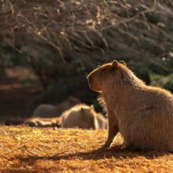 Implementarán una vacuna anticonceptiva en los carpinchos en Nordelta