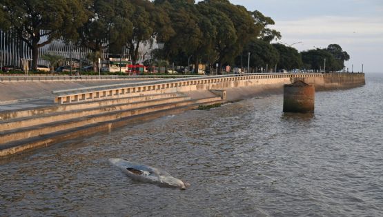 Apareció otra ballena encallada en la Costanera porteña