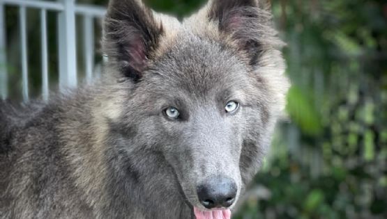 Pastor Blue Bay, la raza del “perro lobo” de Buenos Aires que se hizo viral 
