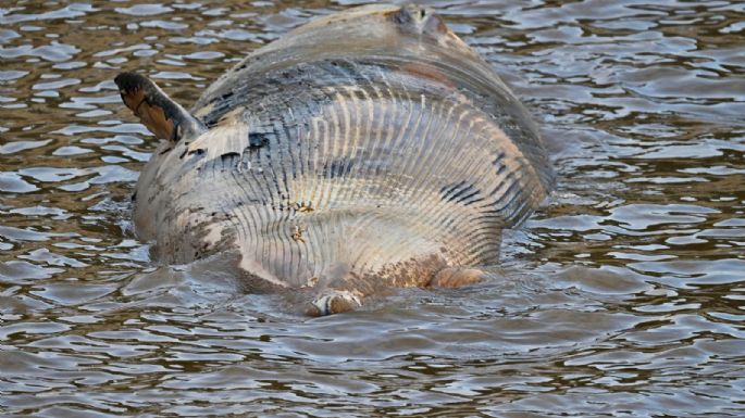 Apareció otra ballena encallada en la Costanera porteña
