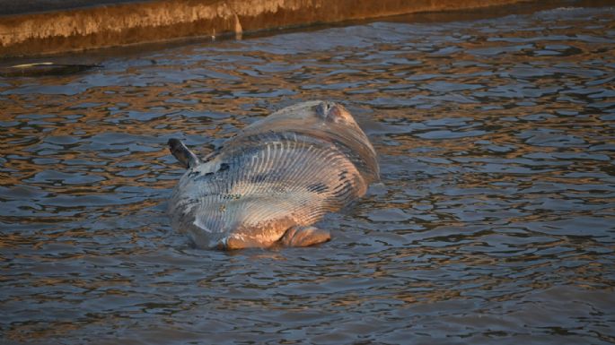 Apareció otra ballena encallada en la Costanera porteña