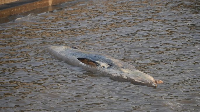 Apareció otra ballena encallada en la Costanera porteña
