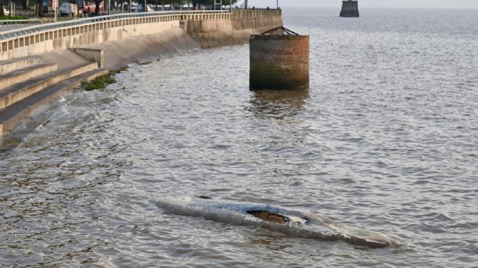 Apareció otra ballena encallada en la Costanera porteña