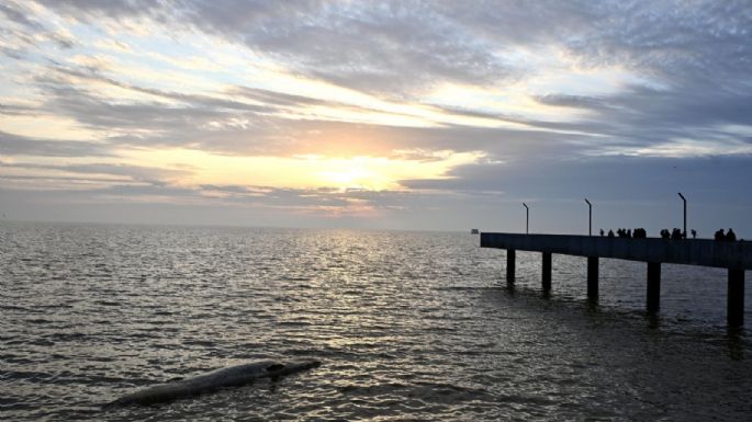 Apareció otra ballena encallada en la Costanera porteña