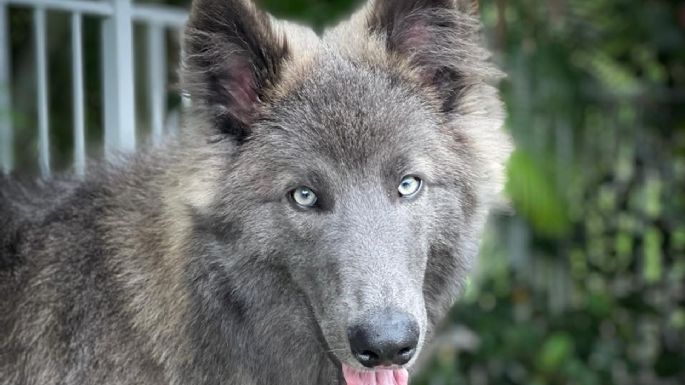 Pastor Blue Bay, la raza del “perro lobo” de Buenos Aires que se hizo viral 