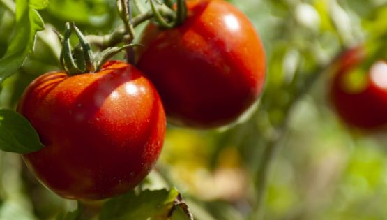 Plantas que hablan e insectos que las escuchan