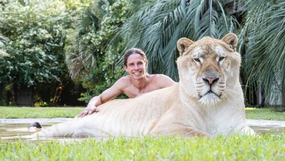 Ligre, el espectacular felino que nace de la cruza entre un león y un tigre 