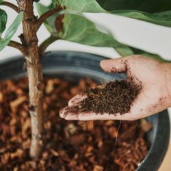Abono de café: ¿cuándo usarlo y para qué sirve?