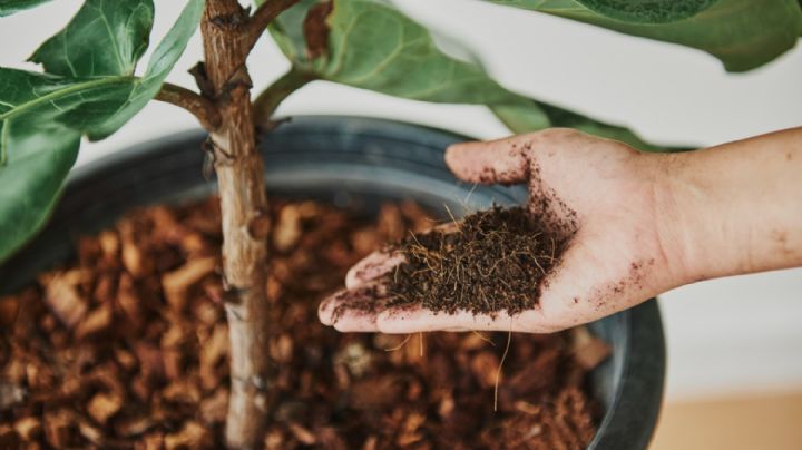 Abono de café: ¿cuándo usarlo y para qué sirve?