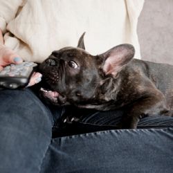 Los perros no solo tienen una serie favorita sino que la eligen según su personalidad