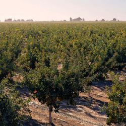 La impresionante fiebre por el "oro verde"