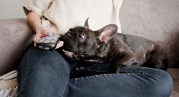 Los perros no solo tienen una serie favorita sino que la eligen según su personalidad