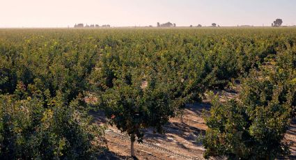 La impresionante fiebre por el "oro verde"