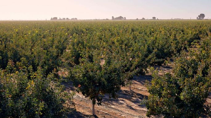 La impresionante fiebre por el "oro verde"