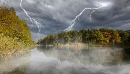 El asesino silencioso de los bosques