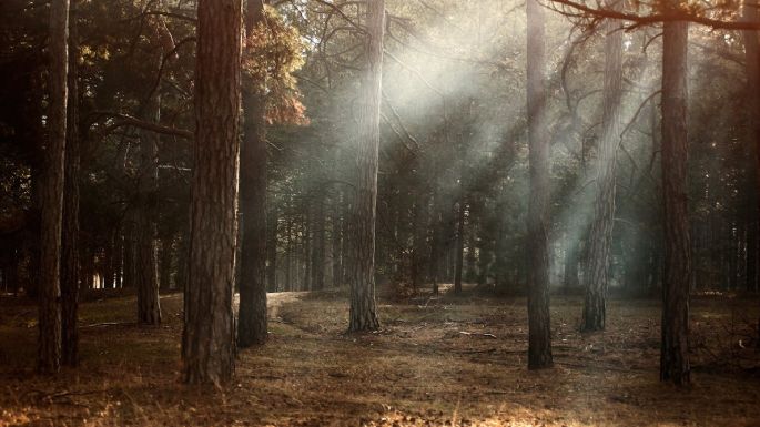 El asesino silencioso de los bosques