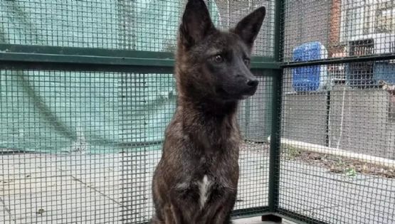 Dogxim, el extraño híbrido entre un perro y un zorro 