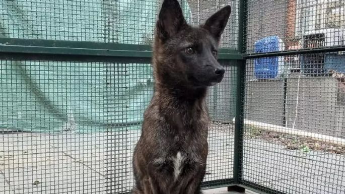 Dogxim, el extraño híbrido entre un perro y un zorro 