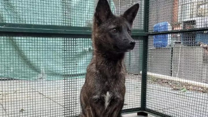 Dogxim, el extraño híbrido entre un perro y un zorro 