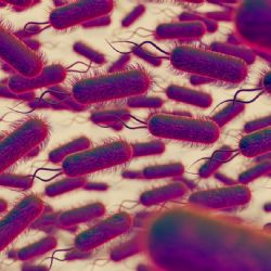 El parásito que puede ser el responsable de tu lado violento