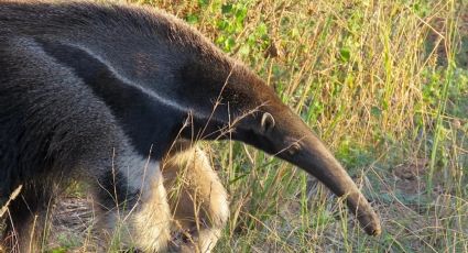 Dónde queda el Parque Nacional que parece la sabana africana