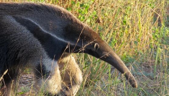 Dónde queda el Parque Nacional que parece la sabana africana